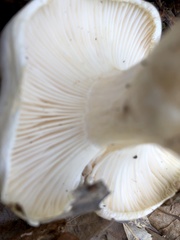 Hygrophorus subsordidus