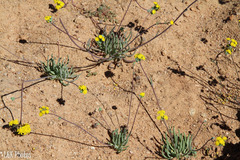 Gymnodiscus linearifolia