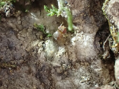 Unknown species found near Park Forest Village, PA, USA