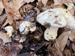 Hygrophorus subsordidus