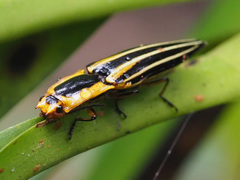 Semiotus taeniatus