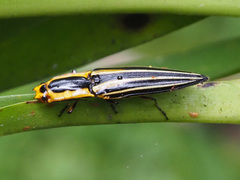 Semiotus taeniatus