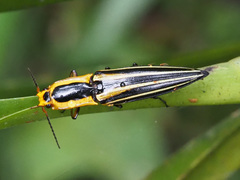 Semiotus taeniatus
