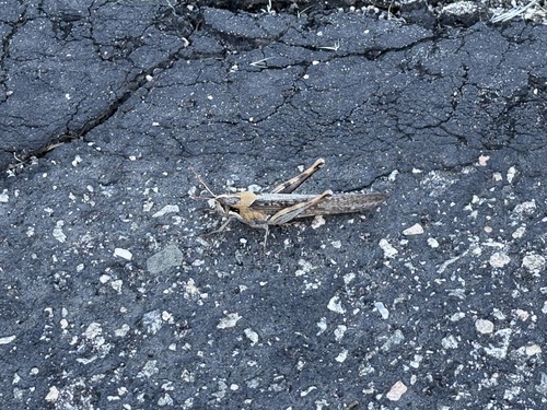 iNaturalist observation photo of Gray Bird Grasshopper