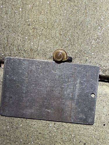 iNaturalist observation photo of Coachella Desertsnail