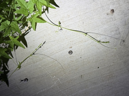 iNaturalist observation photo of Desert Starvine