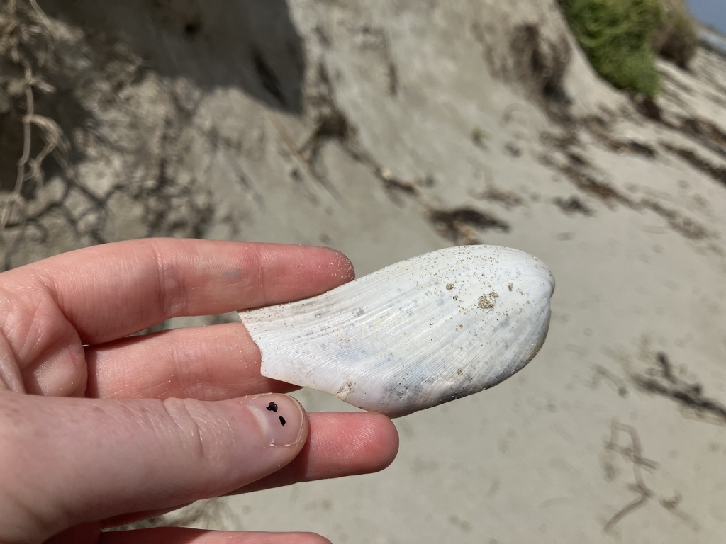 Narrow Horse Mussel