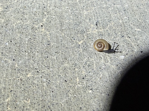 iNaturalist observation photo of Coachella Desertsnail
