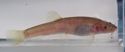 Oreonectes luochengensis