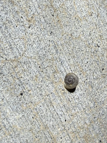 iNaturalist observation photo of Coachella Desertsnail