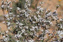 Eriocephalus brevifolius