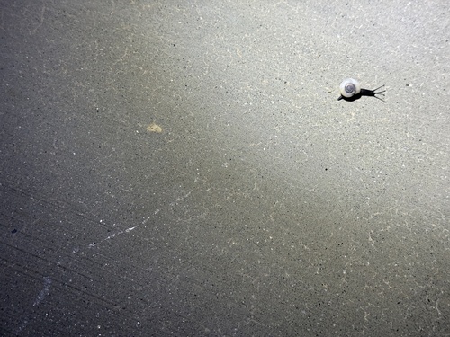 iNaturalist observation photo of Coachella Desertsnail