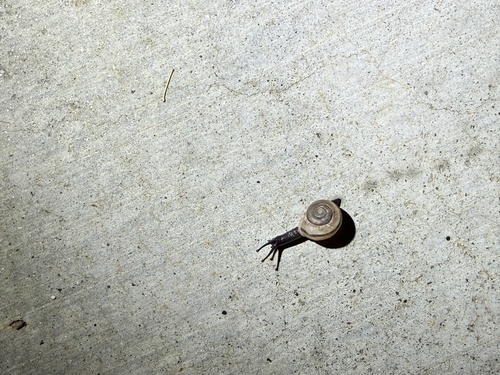 iNaturalist observation photo of Coachella Desertsnail