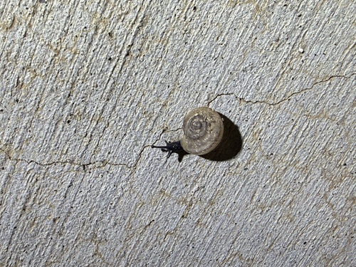 iNaturalist observation photo of Coachella Desertsnail