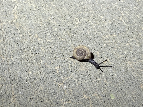 iNaturalist observation photo of Coachella Desertsnail