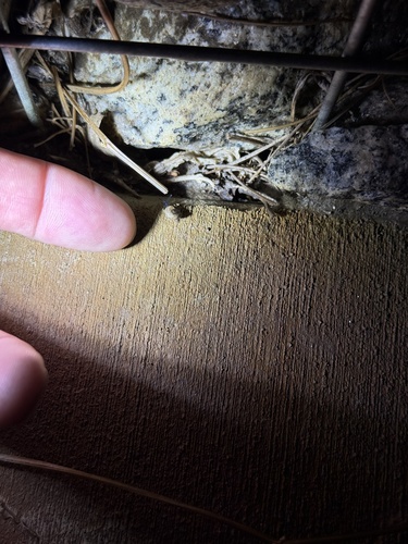 iNaturalist observation photo of Coachella Desertsnail