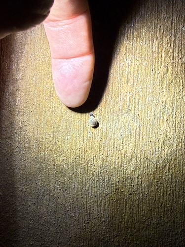 iNaturalist observation photo of Coachella Desertsnail