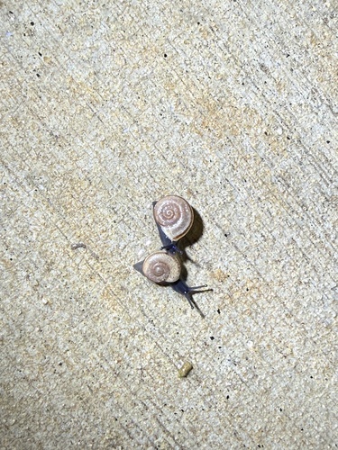 iNaturalist observation photo of Coachella Desertsnail