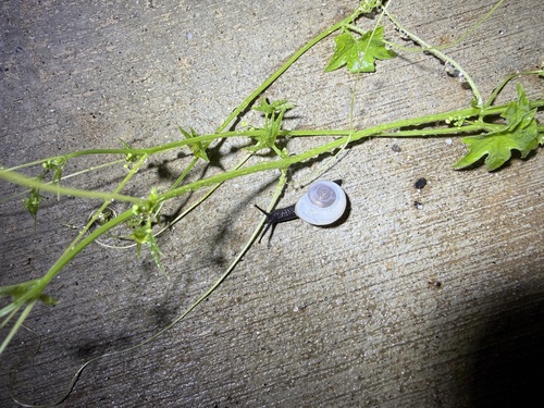 iNaturalist observation photo of Coachella Desertsnail
