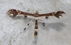Geina tenuidactylus