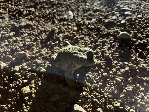 African Green Toad