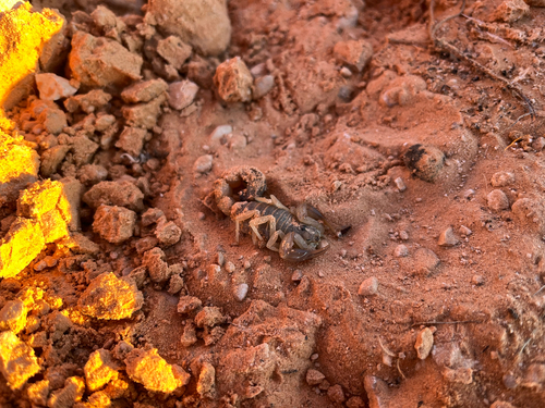 Androctonus australis