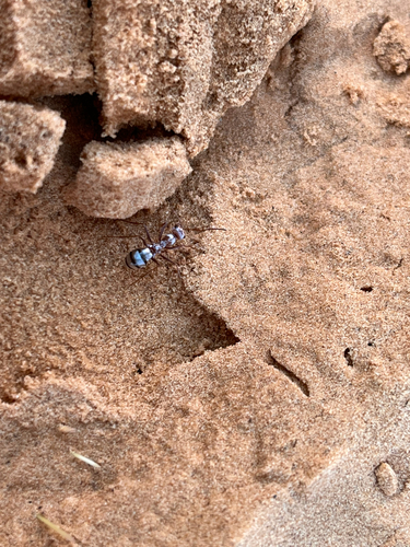 Saharan Silver Ant