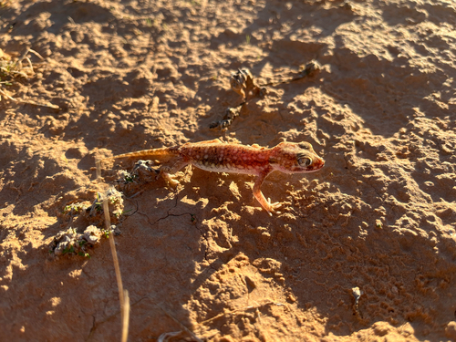 Anderson's Short-fingered Gecko