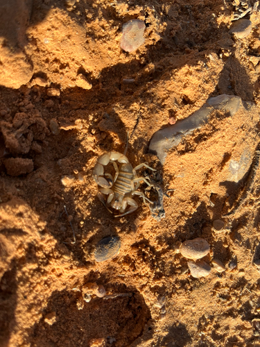 Androctonus australis