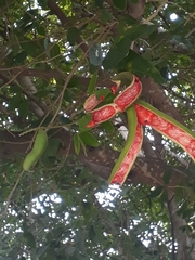 Pithecellobium lanceolatum