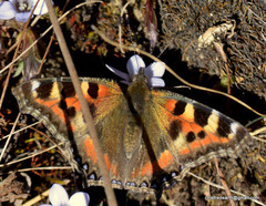 Aglais caschmirensis
