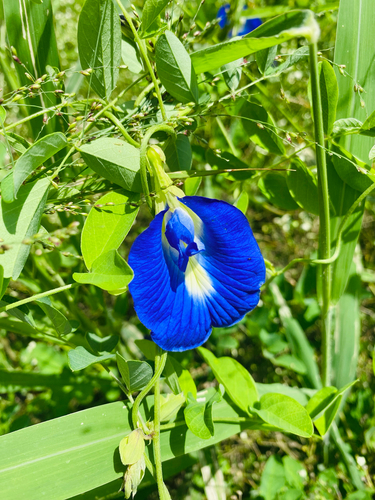 Blue Pea