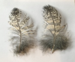 Bubo virginianus pacificus