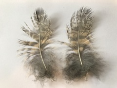 Bubo virginianus pacificus