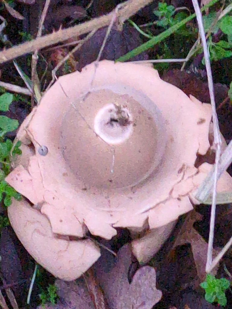 Geastrum michelianum · December 2025 · photo: © guywallbanks (iNaturalist, cc-by)