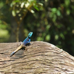Acanthocercus atricollis