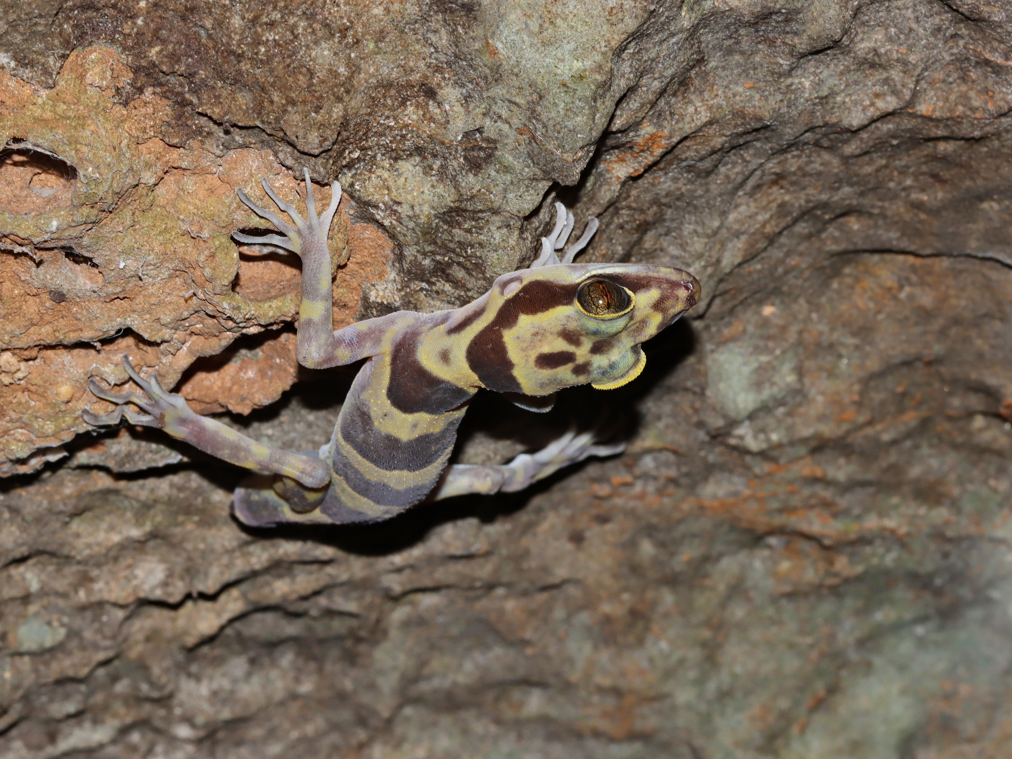 Golden-Belted Bent-Toed Gecko photo 2