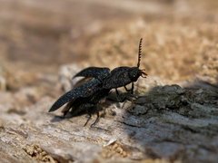Lacon punctatus