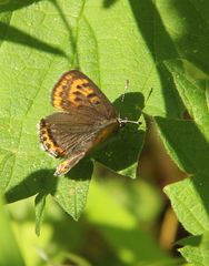 Lycaena helle