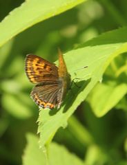 Lycaena helle