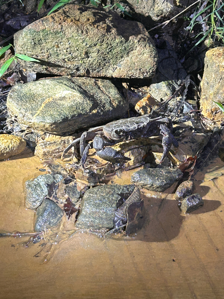 Indochinamon khinpyae