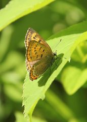 Lycaena helle