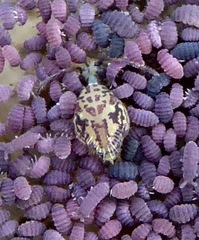 Ptenothrix maculosa