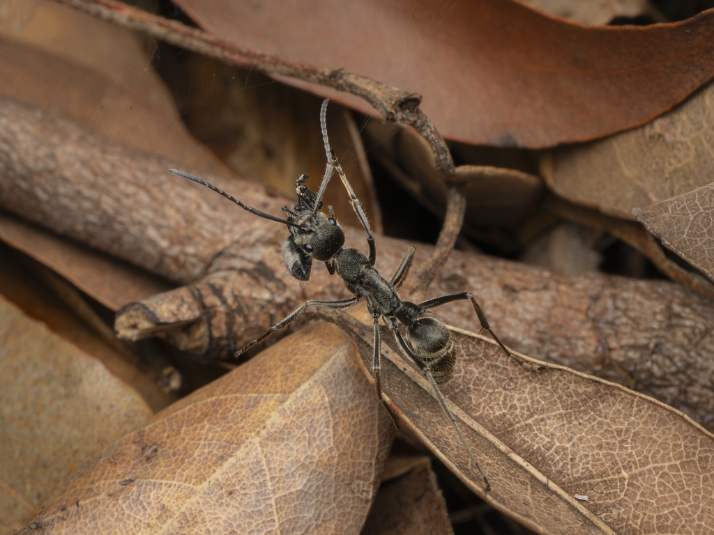 Diacamma australe