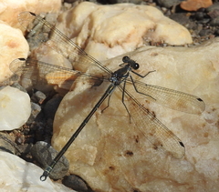 Austroargiolestes icteromelas