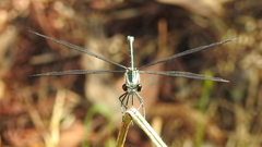 Austroargiolestes icteromelas