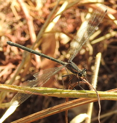 Austroargiolestes icteromelas