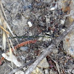 Austroargiolestes icteromelas