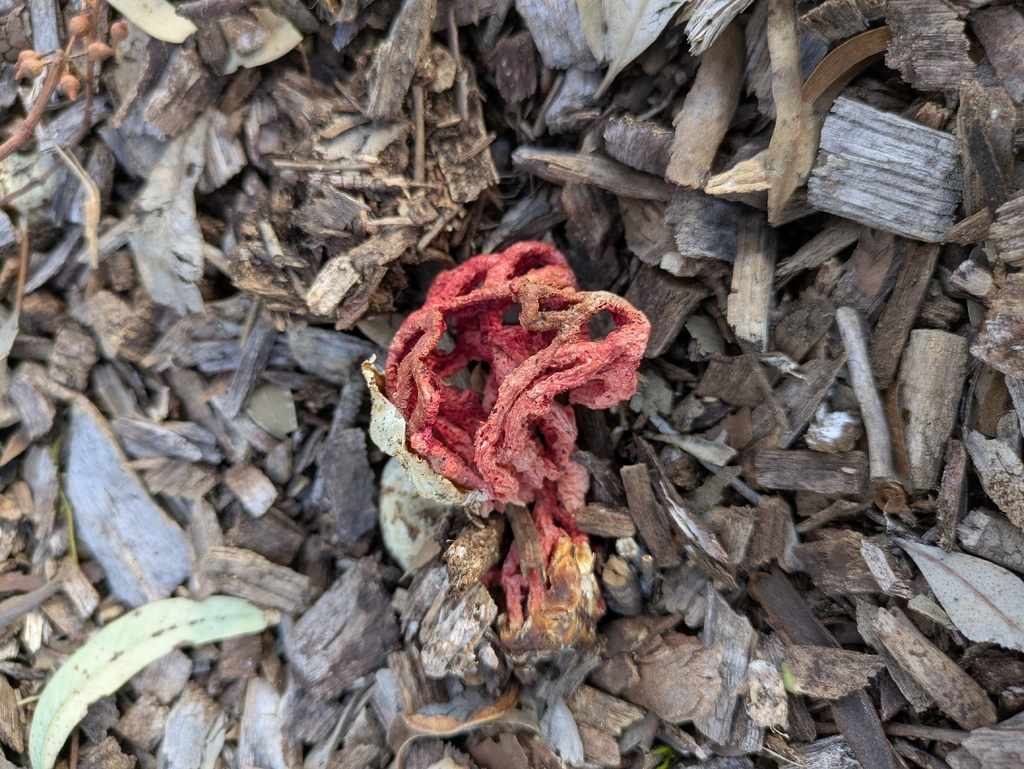 Clathrus ruber · December 2025 · photo: © ratbagplant (iNaturalist, cc-by)
