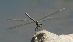 Austroargiolestes icteromelas